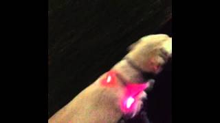 犬のLEDライト