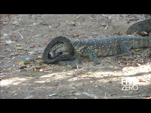 Monitor Lizard vs Python - YouTube