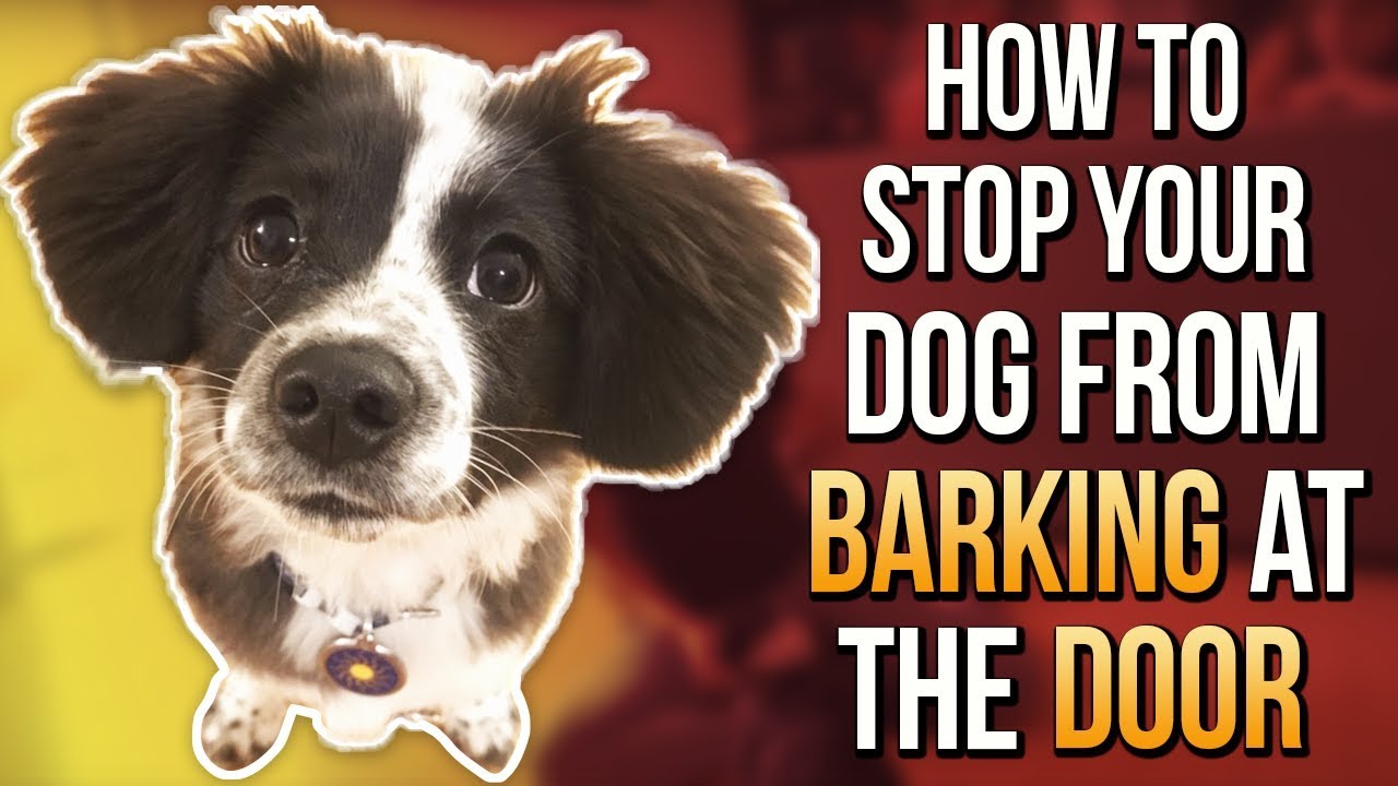 how to stop dog barking at door knocking