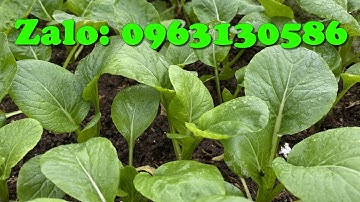 Trồng Cải Ngồng Tại Nhà Cực Dễ Cực Đơn Giản Với Dưỡng Chất Thuận Nhiên Của Nông Dân Tầng Thượng
