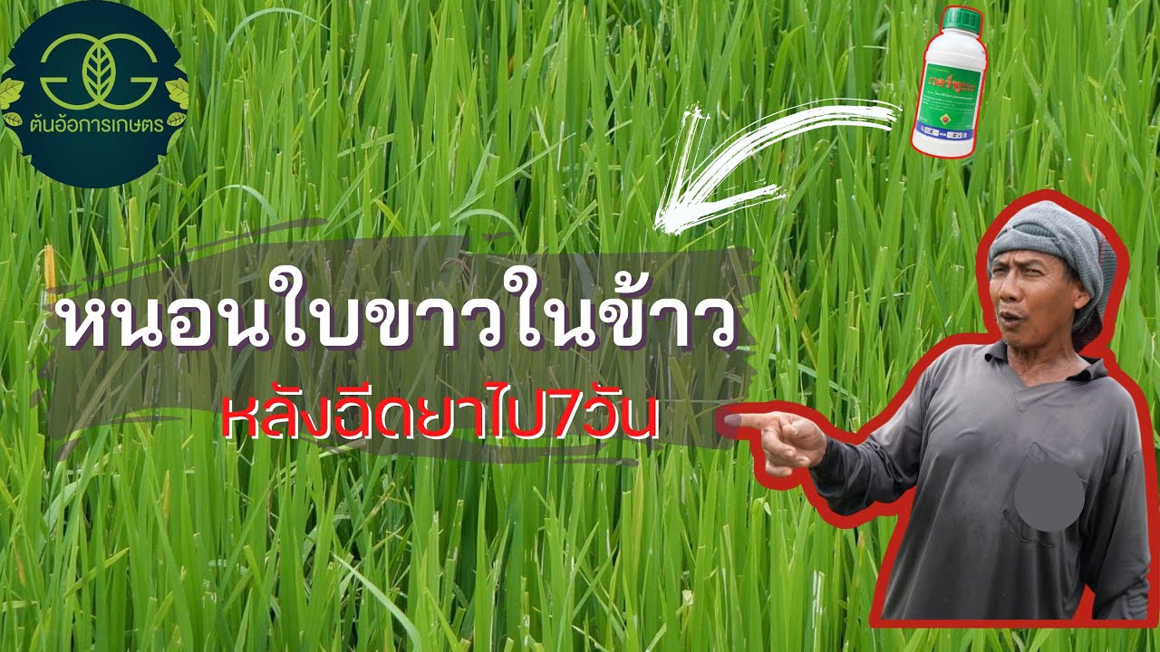 เจอ หนอนใบขาวในข้าว กัด ใบข้าว ลอยเต็มทุ่ง ยังงี้ต้องปราบด้วย.....