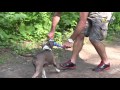 Дрессировка, упражнение для сильных собак, стаффорд Боня, отбрасывание при апортировке