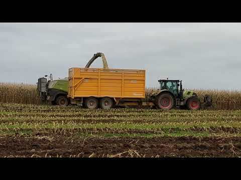 Growing Maize in 2024