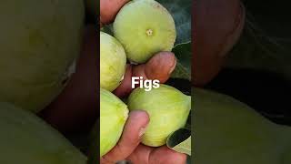 #short #Fig  picking Fig
