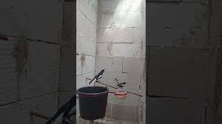 Kacer jantan merayu betina