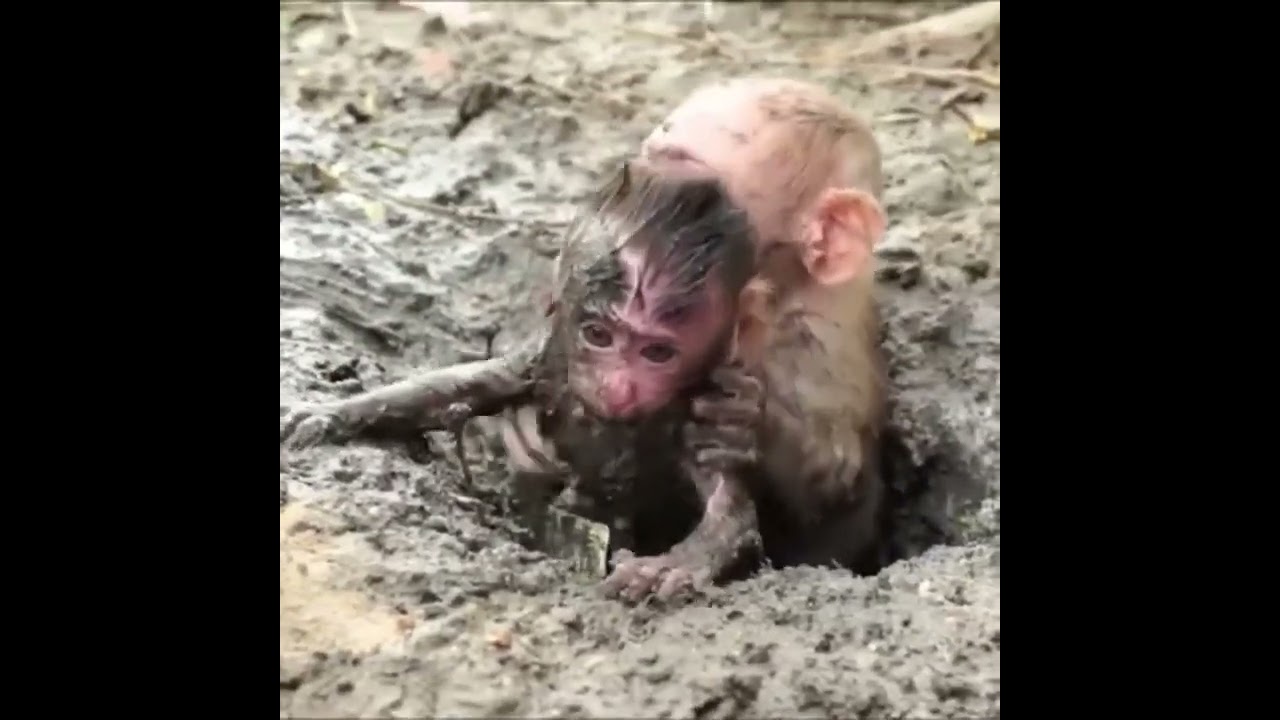 selfish monkey drags her baby brother into a muddy sinkhole