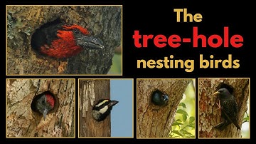 The tree-hole nesting birds - the primary and secondary nesters