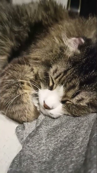 сонное царство 😸 - YouTube