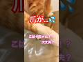 【CAT】こはくちゃん喧嘩で爪が… #shorts #cat #cats #cute #猫動画 #猫 #可愛い猫 #かわいい猫