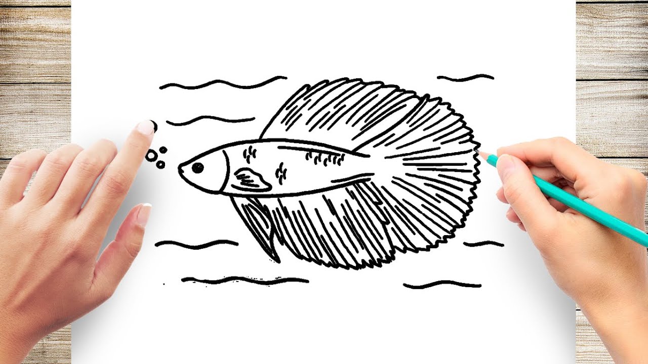 How to Draw Betta Fish Step by Step - YouTube