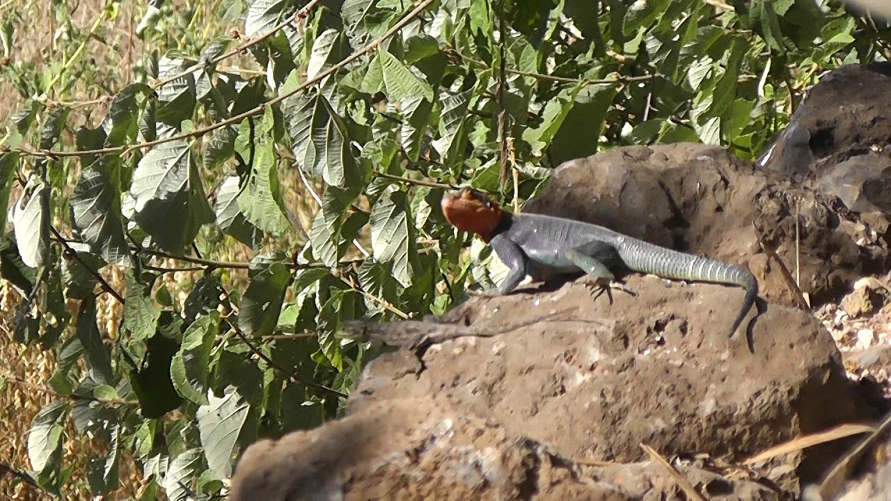 Margouillat (Agama agama) - video 2 © Nicolas Macaire