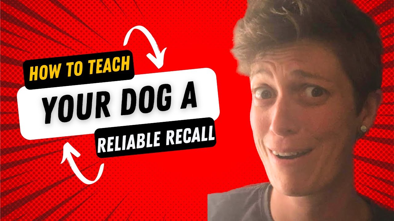 How to teach your dog a reliable recall YouTube