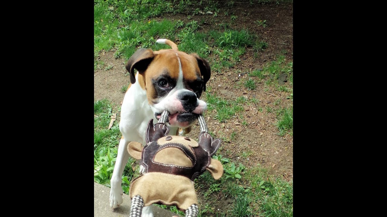 ONLY NATURAL PET ECOTOYS DOG TOYS