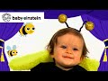My Favorite Animals! 🐝🐶🐼 | New Baby Einstein Classics | Toddlers Learning Show | Kids Cartoons