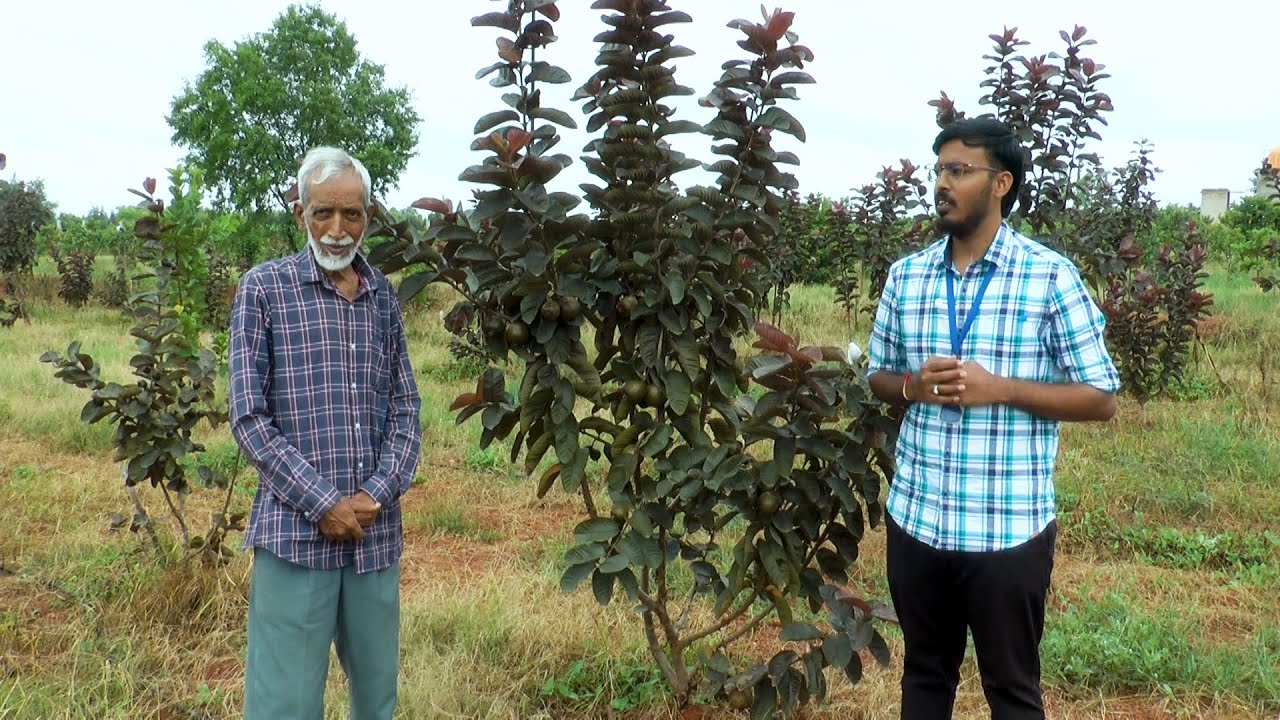 ರೆಡ್ ಡೈಮಂಡ್ ಸೀಬೆಗಳಲ್ಲಿ ಚಾಟನಿ & ಆಕಾರ ಕೊಡುವುದು - ಡಾ. ಎಸ್. ವಿ. ಹಿತ್ತಲಮನಿ & ಶ್ರೀ ಪವನ್ ಕಲ್ಯಾಣ್| Pruning