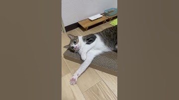 【キジ白猫】まだこんなにマタタビに反応する～？ #shorts