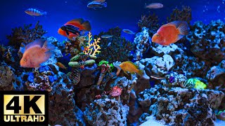 AQUARIUM 4K Coral Reef 4K Aquarium No Music No Ads - 3 Hours | Aquarium Sounds For Sleeping by Soothing Vibes 110 views 1 month ago 3 hours