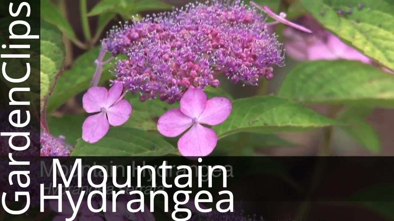 Mountain Hydrangea Or Lace Cap Serrata How To Grow
