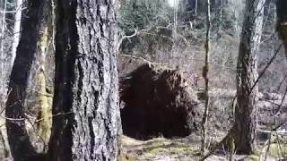Oly Sasquatch Cispus River Area Pt. 3