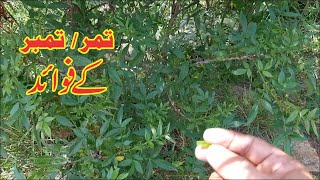 Timar || Timbar || تمر تمبر کے فوائد || Al Huda Guidance