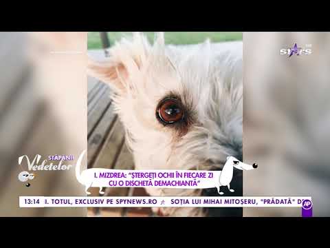 Video: Recomandat hrana pentru câini pentru un Yorkie