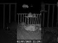 Oh my goodness, look at the fluffy raccoons