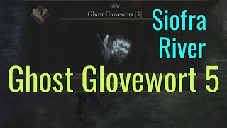 Ghost Glovewort 5 Location in Siofra River, Early Game | Elden Ring