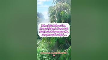 các bước cơ bản xử lý cây sầu riêng khi bị ngập úng