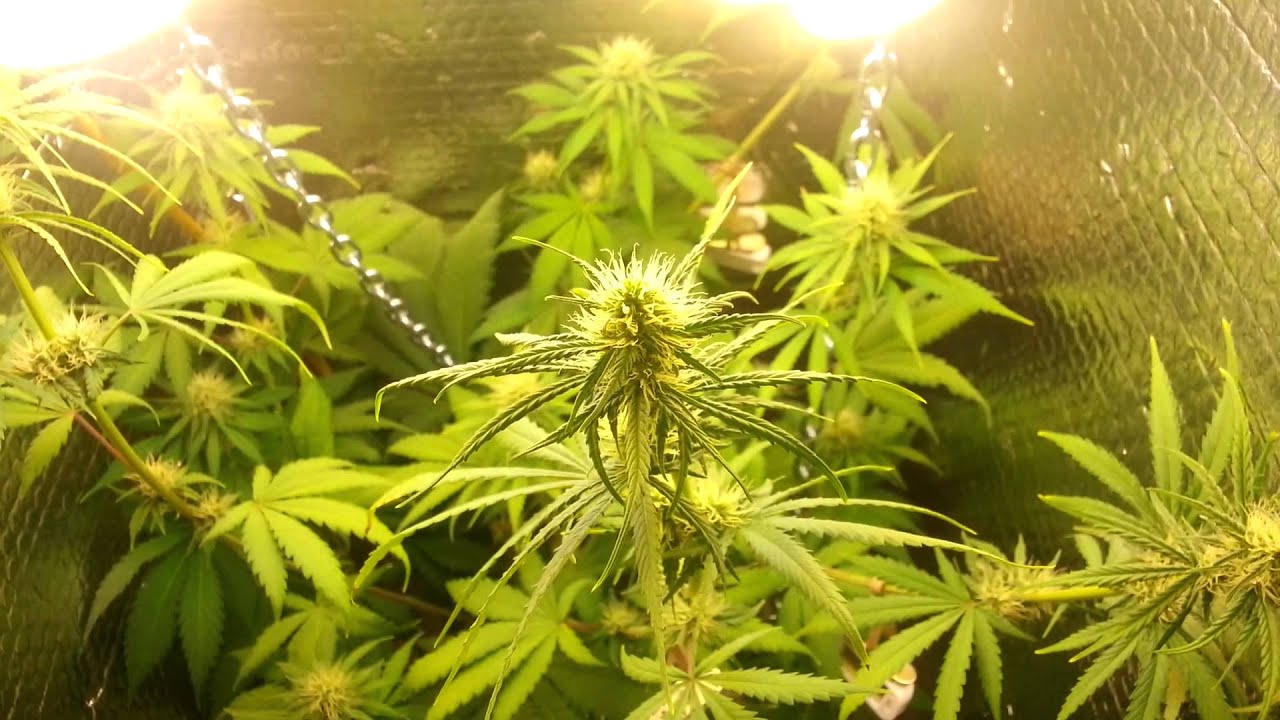 First Time Cfl Stealth Grow Uk 3 5 Weeks Flowering Big
