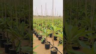 जैस्मिन हिंदी रेडी होने में टाइम लगेगा#Saudi Arabia#Majra#Fharming#Vlog#video