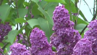 Spring masterpiece:Lilac