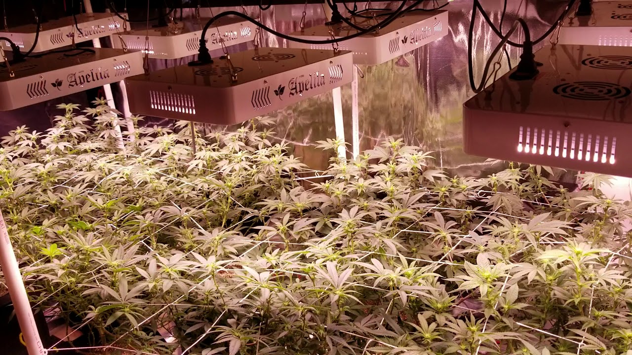 Apelila 8000 watt led grow week 2