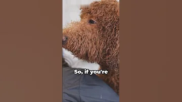 Curly Coated Canines | Unraveling the Mystery #shorts #animals #viral