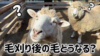 ヒツジの毛刈り後の毛は一体どこへ…【足立区生物園】