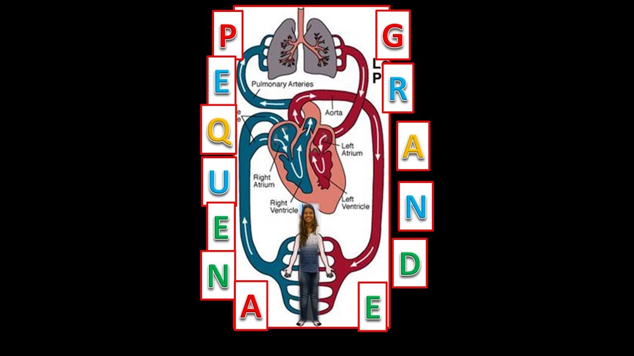 Sistema Circulatório - Diferença entre Pequena e Grande Circulação ...