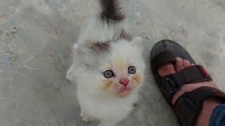 Adorable Kitten Love When Human Friend Babysit Her by pet is life 656 views 7 days ago 1 minute, 13 seconds