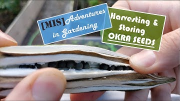 Harvesting & Storing Okra Seeds