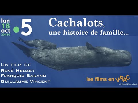 Teaser   Cachalots, une histoire de famille