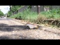 Una Tragedia Sufrida Agustín Rodríguez Vídeo Oficial 
