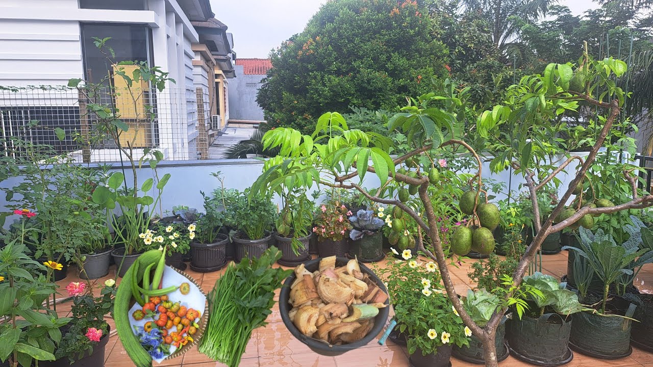 Pupuk tanaman kacang panjang, Pagi-pagi siram tanaman, panen sayuran yang ada di kebun 