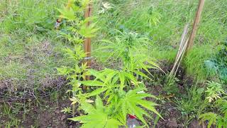 Outdoor autoflower grow 2017 update 9 (18+)