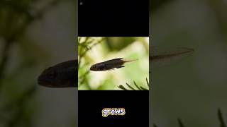 Myth or true Snake fish came from Tadpole #tadpole #snakefish #myth #stories #frog