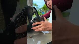 Download Lagu Jekpot.. ga nyangka dalamnya amazing.. MP3