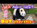 Touhin🐼 She was dissatisfied with the turn after leaving Fuhin 💦 But ...there was🐼Japan