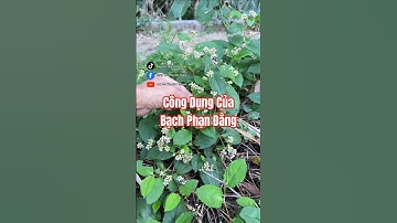 Bạn đã biết công dụng của Bạch Phạn Đằng chưa?