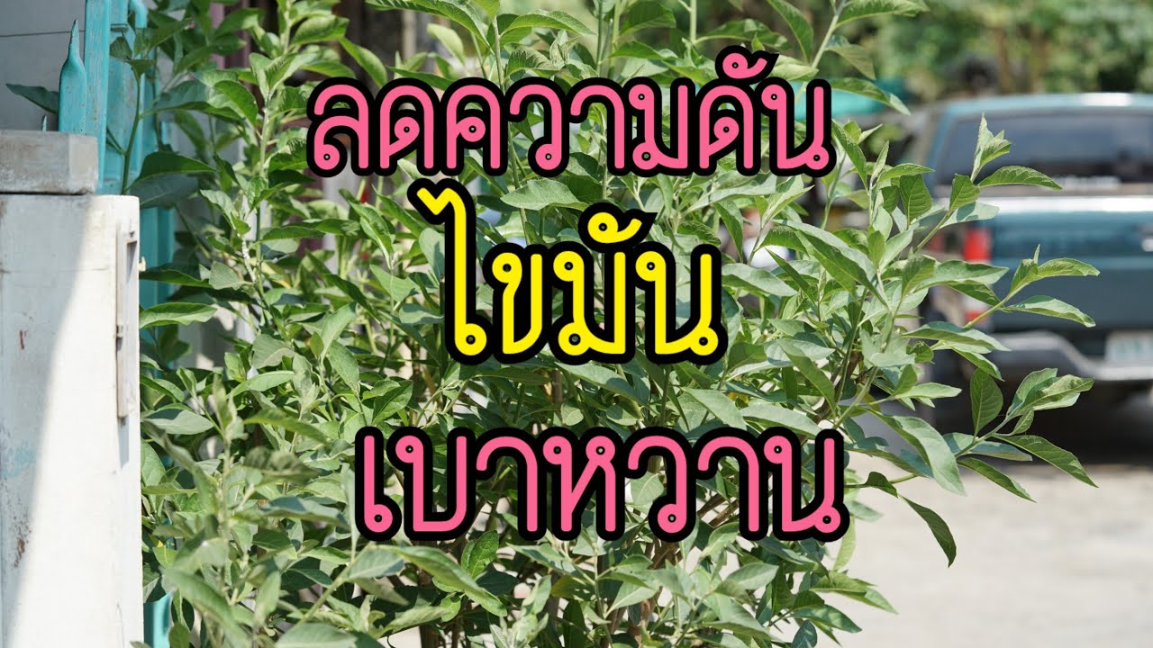 วิธีต้มน้ำ หนานเฉาเหว่ย ( ป่าช้าเหงา )ลดความดัน ไขมัน เบาหวาน หายเกลี้ยง