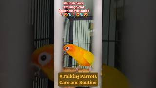 Talking Parrot🦜| Sun Conure Parakeet🦜| Cuteness Overload🦜🥰#talkingparrot #pet #shorts #youtubeshorts