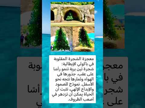 معجزة الشجرة المقلوبة في باكولي الإيطالية شجرة تين برية تنمو رأس ا على عقب لايك اشتراك اكسبلور ترند