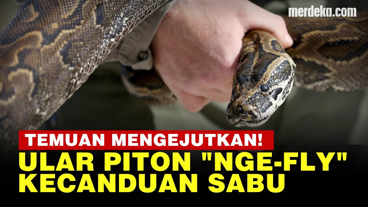 Cerita Penemuan Ular Piton Kecanduan Sabu Direhab 7 Bulan, Ini Penyebabnya