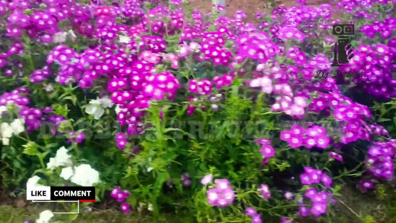 പൂപ്പൊലി 2026: വയനാട് അമ്പലവയലിലെ വിസ്മയിപ്പിക്കുന്ന കാഴ്ചകൾ! | Poopoli Wayanad Flower Show 2026 🌸